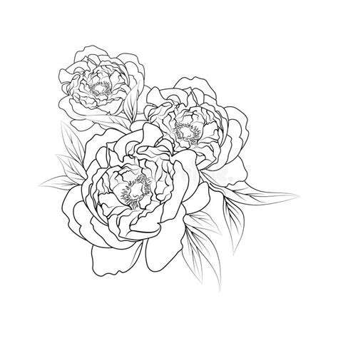 Sketch Of Outline Peony Flower Coloring Book Hand Drew Vector