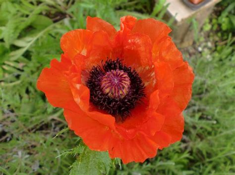 Seidenmohn Angels Choir Lubera De