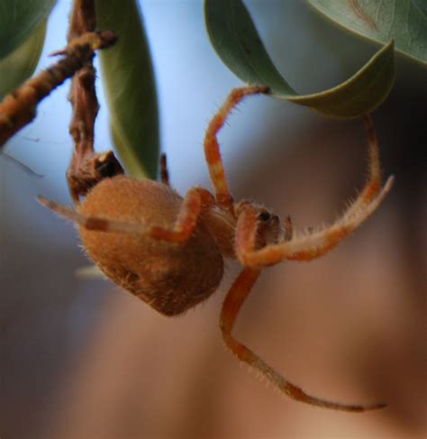 Orange Spider On A Tree Branch 1 Araneus Gemma Bugguidenet