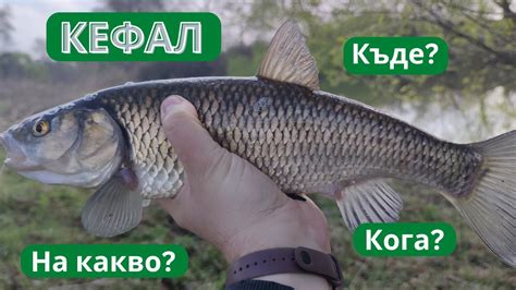 Съвети при риболова на кефал - YouTube