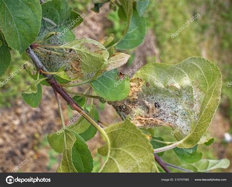 Apple Tree Bugs