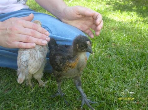 Need Help On Sex Of These Chicks 4 Weeks Old Backyard Chickens