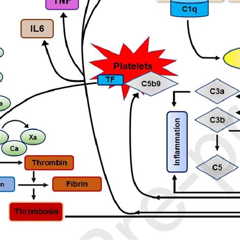 In Vitro Validation Of The Complement And Coagulation Cascade In Huh7 Download Scientific