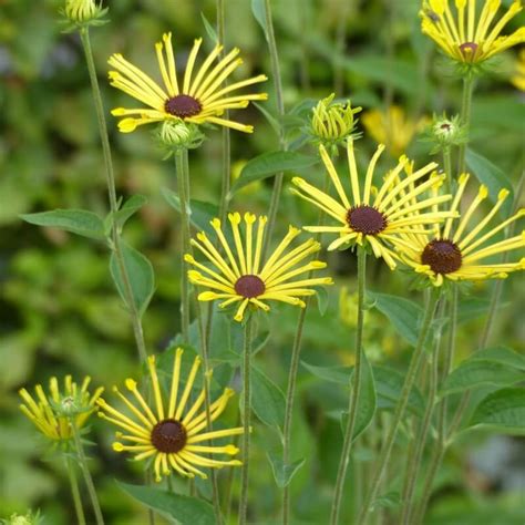 Arjan Schepers Vaste Planten Rudbeckia Subtomentosa Henry Eilers