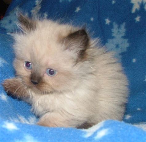 Munchkin Cats In Australia Minnymees Munchkin Cats And Kittens