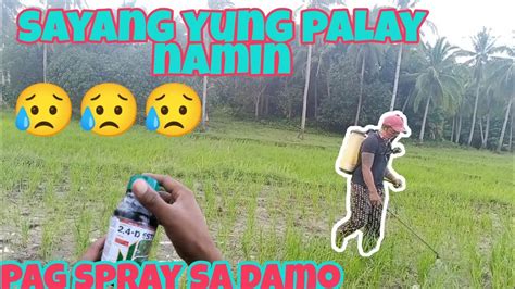 TAmang Pag Spray Ng Damo Sa Palayan Pagaalaga Ng Palay Buhay