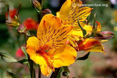 Peruvian lily | Alstroemeria aurea