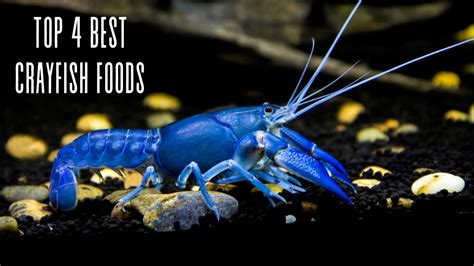 Crayfish Feeding 101 4 Essential Foods And Tips Youtube