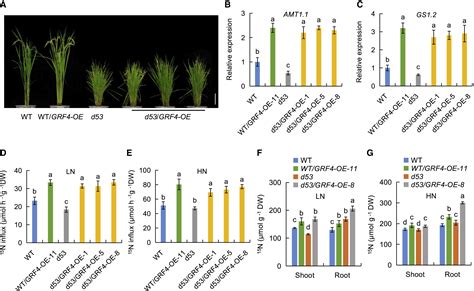 Strigolactone And Gibberellin Signaling Coordinately Regulate Metabolic