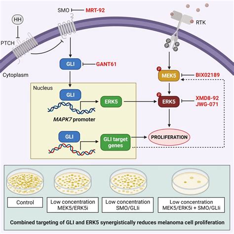 Combined Targeting Of Hh Gli And Mek5 Erk5 Synergistically Reduces