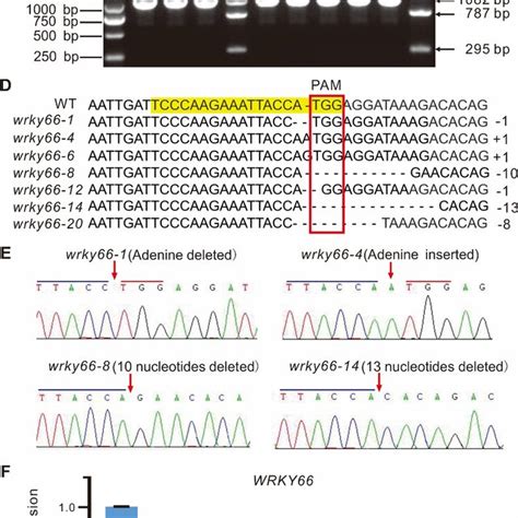 Crisprcas9 Mediated Mutation Details Of The Atwrky66 Gene In The T2 Download Scientific