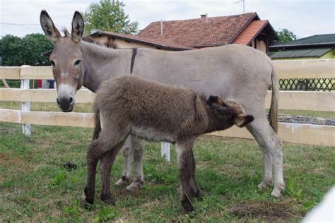Magarci – Magare