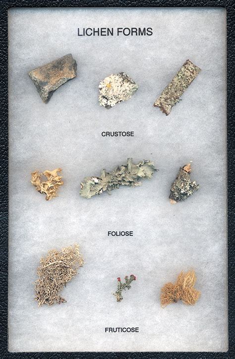 Lichen Shapes And Types Display