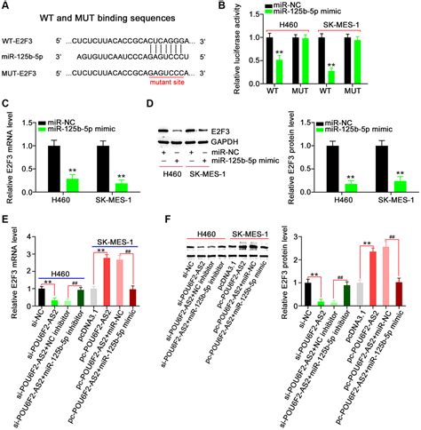 Long Noncoding Rna Pou6f2 As2 Contributes To The Aggressiveness Of