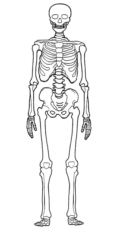 Desenho De Um Esqueleto - Desenhosass: Desenho De Um Esqueleto Humano | Esqueleto humano desenho ...
