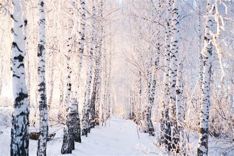 Rvores Cobertos De Neve Na Paisagem Do Inverno Da Floresta Foto De