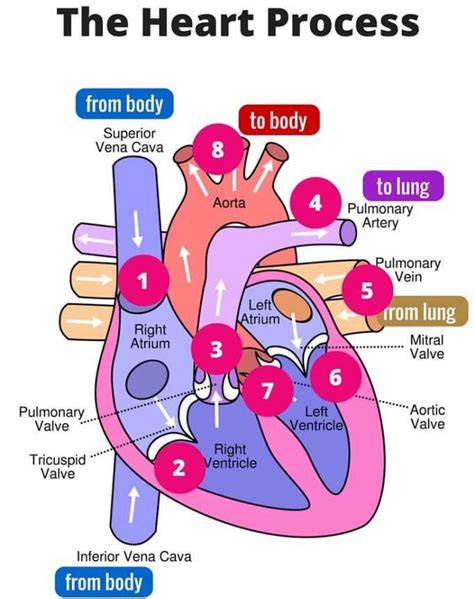 Structure Of The Heart Infermieristica Vita Da Infermiera Scuola Di