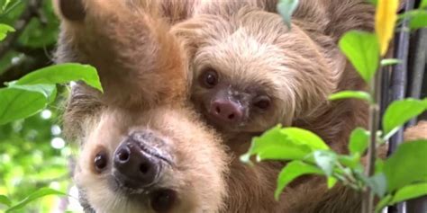 Simply Adorable Baby Sloth With Mom Image - Sloth Of The Day