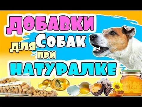 Добавки для собак при натуральном кормлении. Никаких промышленных ...