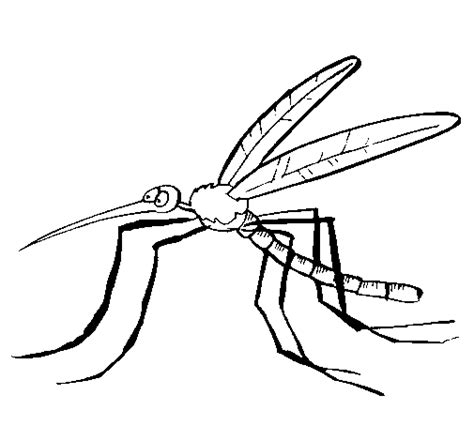 Dibujo De Mosquito Para Colorear Dibujos Net