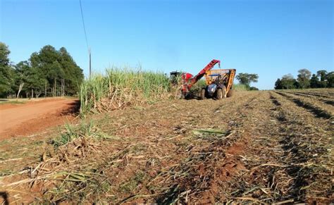 Zafra de caña dulce culmina con éxito en zona del Guairá Centinela