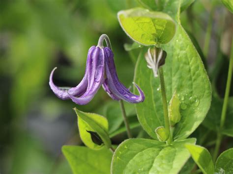 Clematis Integrifolia Clematis Integrifolia Baumschule Horstmann