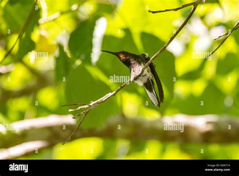 Beija Flor Preto Florisuga Fusca Fotografado Em Santa Teresa