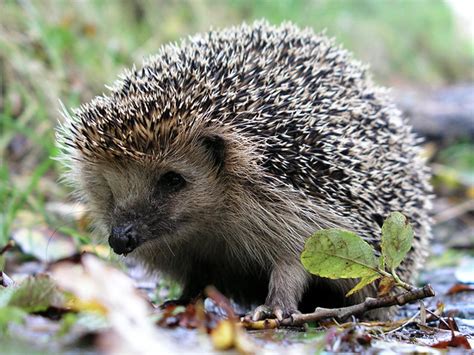 Piggsvin 01 European Hedgehog | The European Hedgehog (Erina… | Flickr ...