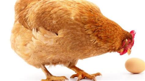 Qué hacen las granjas cuando las gallinas son demasiado mayores para