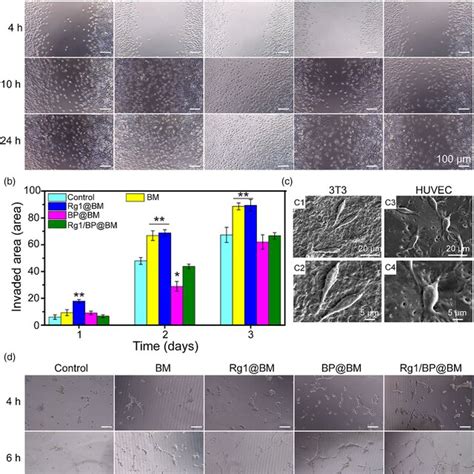 In Vitro Wound Healing Assay Of Asymmetric Membrane A The Optical