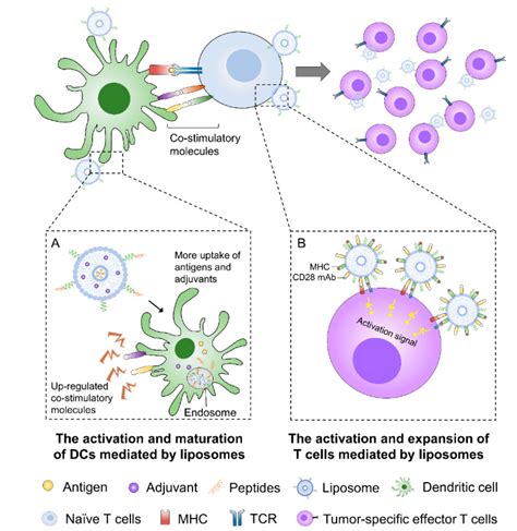 Pharmaceutics Free Full Text Liposome Based Drug Delivery Systems