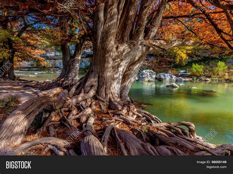 Giant Bald Cypress Image And Photo Free Trial Bigstock