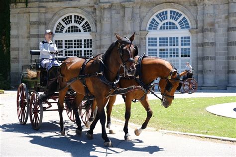 Galer A Madridiario Un Vistazo A Las Caballerizas Del Palacio Real