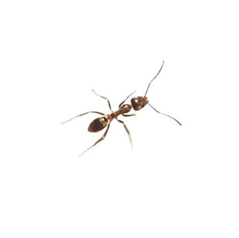 Argentine Ant Identification, Habits & Behavior | Johnson Pest Control