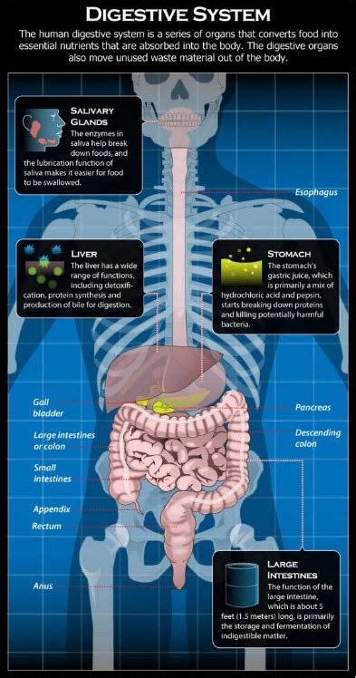 Digestive System Diseases New Health Advisor