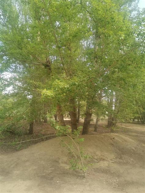 Visit to Bayannao’er Forestry Farm on the Third Day | CBCGDF 2023 Arid