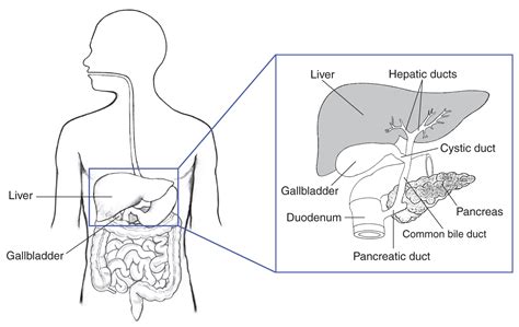 Common Bile Duct Model