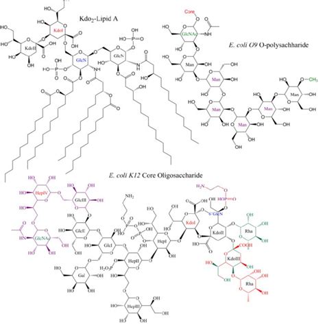 11 Core Oligosaccharide Synthesis Coloring Of Core Oligosaccharide Is Download Scientific