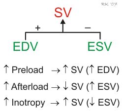 Stroke Volume Regulation SV EDV ESV 120ml Beat 50ml Beat 70ml Beat