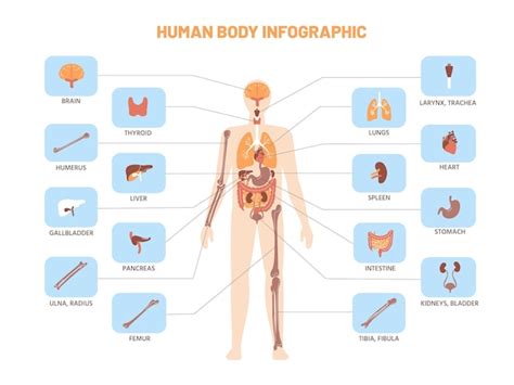 Menselijk Lichaam Infographic Anatomie Medisch Schema Met Interne