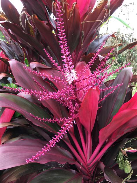 Hawaiian Ti Plant How To Grow Cordyline Fruticosa Epic