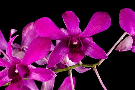 Dendrobium Nancy Reagan Dendrobium Hybrid First Lady Orchid