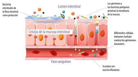 Intestino el órgano inmune más grande del cuerpo adiveter seguridad