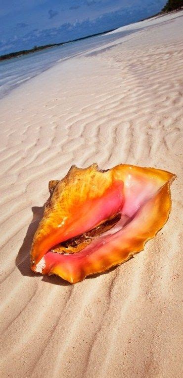 Conch Shell On A Beach In The Bahamas Biomas Natureza Mares