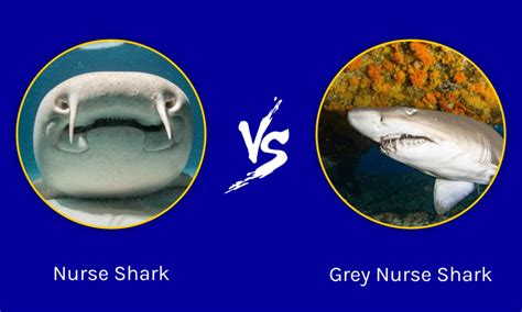 Nurse Shark vs Grey Nurse Shark: Key Differences Explained - A-Z Animals