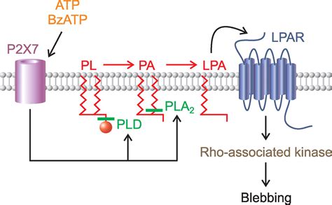 P2x7 Nucleotide Receptors Mediate Blebbing In Osteoblasts Through A