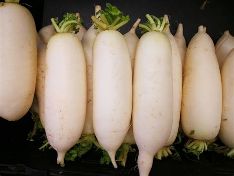 Daikon Radish Information Recipes And Facts