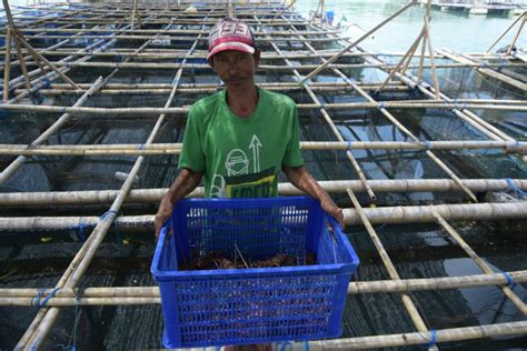 Benih Bening Lobster Kkp Luncurkan Sistem Baru Untuk Awasi Tata Kelola