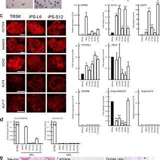 Na Ve Like Conversion Of Cm Ipsc Lines A Phase Contrast Images