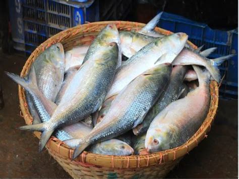 What Makes Pulasa Fish So Expensive To Be Sold Rs 20000 In Andhra